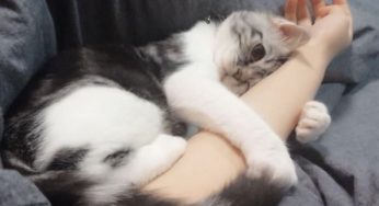 夏天到了，猫咪老是掉毛怎么办？