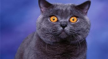 怎么训练小猫乖乖的在自己窝里睡觉！