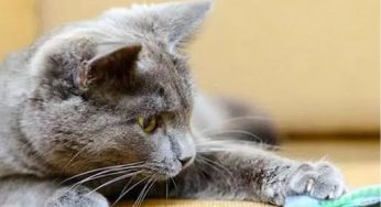 读懂猫咪，从了解性格开始。