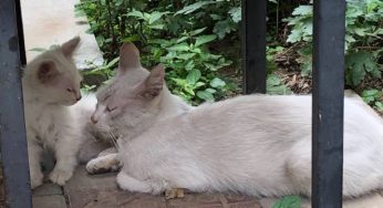 与野猫两三事