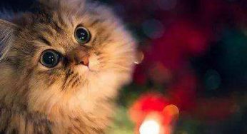 猫咪泪痕严重怎么办？