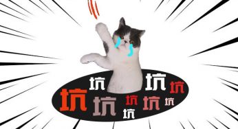 我干过的那些坑猫的事儿