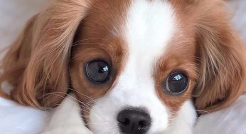 铲屎官们，养大狗还是养小狗，纠结吗？！
