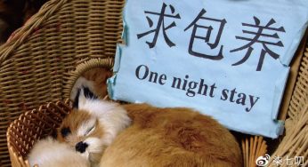 “绝育能延长寿命”是宠物医院最大的骗局