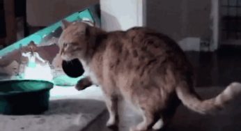 爱猫，就请拒绝猫咪去爪术。