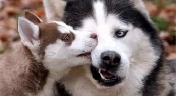 哈士奇的这五个优点，是其他犬种没有的！！