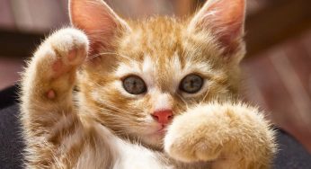 尽早绝育吧，猫并不需要“完整的猫生”