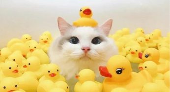 靠颜值混社会的猫，洗澡时也要保持优雅哦！