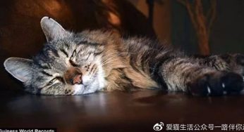 在猫界，有哪些世界之最？