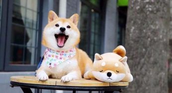 品种较纯的柴犬多少钱一只?柴犬的价格分析