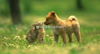 怀孕了，不能养猫狗!!