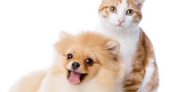 猫狗智商大PK，到底是谁更胜一筹呢