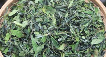 为什么你喝的福鼎白茶“青味”很重？