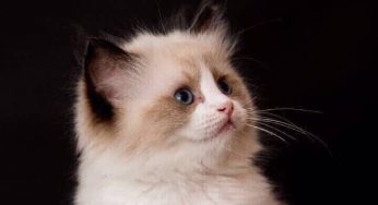 猫舍介绍与购猫流程