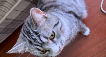 猫咪绝育小知识
