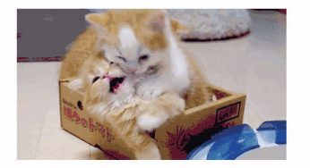 猫咪太小不会喂养？最全教程都在这里了！
