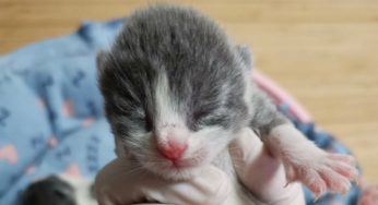 英国短毛猫的颜色分类