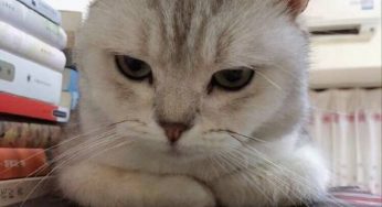 古今未有之一猫