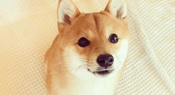 光知道柴犬还不够，柴犬还分4个品种!