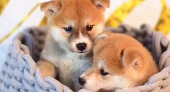 柴犬幼崽怎么挑选？柴犬什么价格？