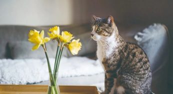 磨爪利器N多种，你家猫主子钟情哪一种？
