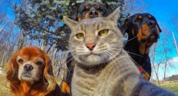 狗狗与猫咪谁更聪明？看完就知道哪个好了