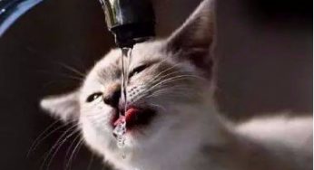 猫咪总跑到鱼缸里喝汤，不如……
