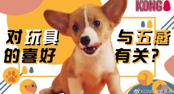 原来狗狗玩玩具的喜好与它的五感有关？