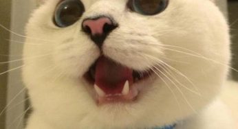 小猫总叫应该怎么办？