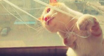 想起小猫了