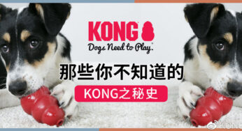 趣味分享 丨原来KONG 是这样来的！