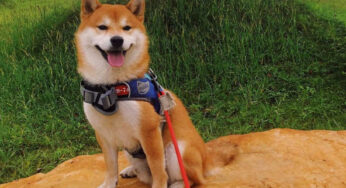 柴犬价格多少钱？买柴犬怎么能得到保障？
