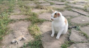 再见了 小生命