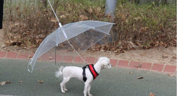 下雨天遛狗要注意什么？