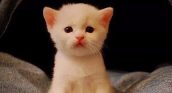 猫：我把jiojio吞掉了，怎么办？？