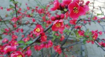 《青春》塞缪尔 • 厄尔曼