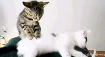 猫咪也爱大保健，手把手教你帮猫咪按摩。