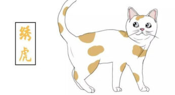 你的猫在古代叫什么名字？