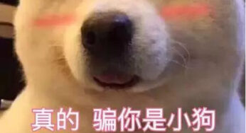 你养的狗，很可能不是狗…
