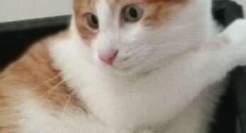 养猫与育儿