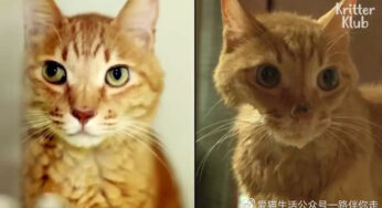 因为爱，这只橘猫爆瘦成一道闪电……