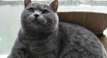 猫咪被绝育后，真的会记仇铲屎官吗？