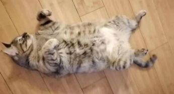 田园小肥猫找领养