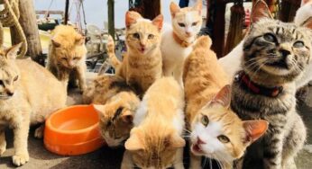 宠物趣闻 | 带你走进「爱猫之城」