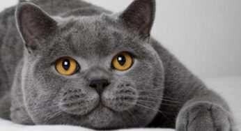 如何正确的饲养英国短毛猫？