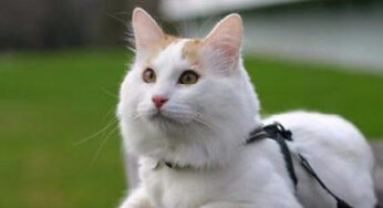 爱玩水的猫咪，你可会喜欢？