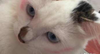 我的养猫之旅
