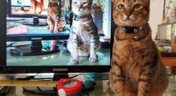 这一刻橘猫用实力说明，分餐制的必要性