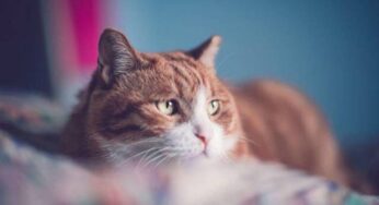 橘猫到底是一种什么样的物种！