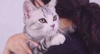 如何让小猫咪不怕生人